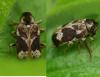Ptinomorphus imperialis